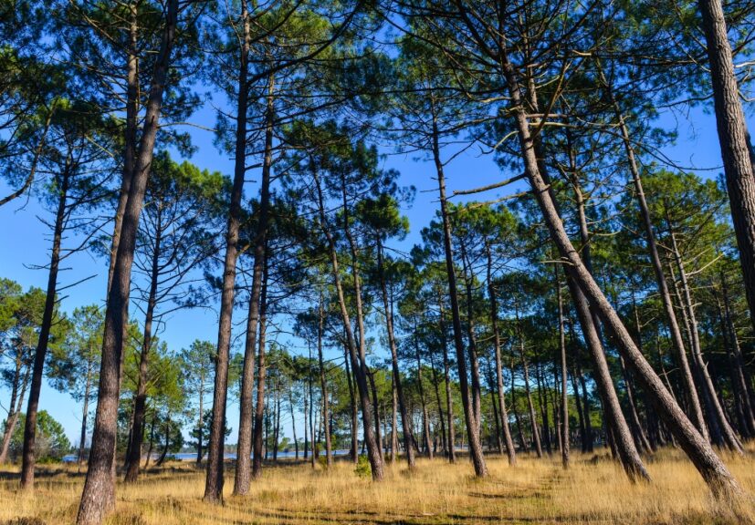 La Convention des Entreprises pour le Climat – Parcours Nouvelle-Aquitaine